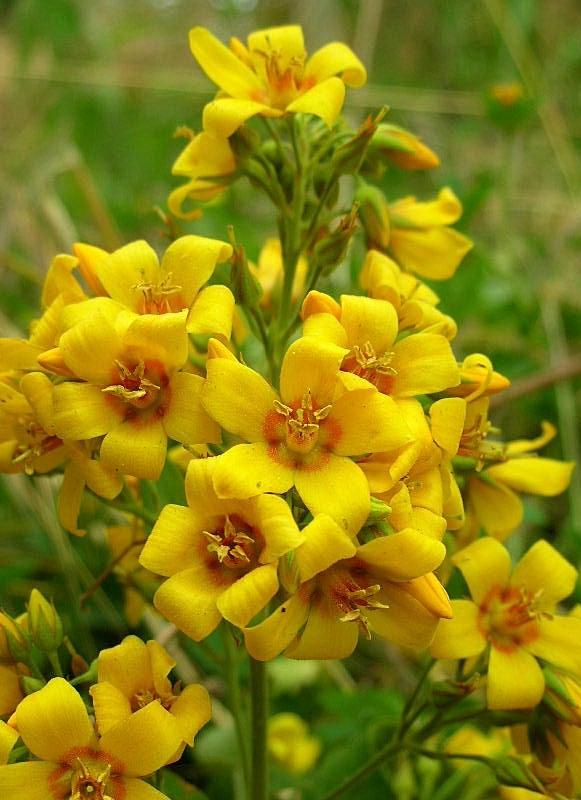 Lysimachia vulgaris / Mazza d'' oro comune